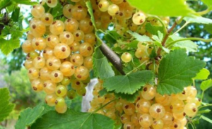 Баяна(белая)