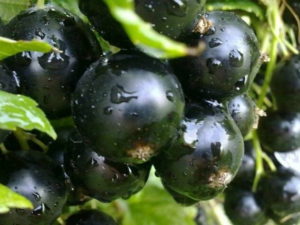 Дачница(черная)