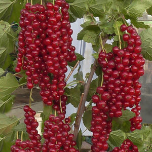 Длиннокистная(красная)