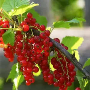 Орловская ранняя(красная)