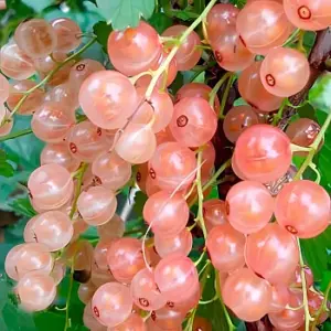 Розовая Смольянинова(розовая)