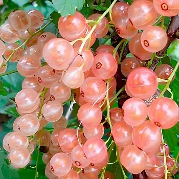 Розовая Смольянинова(розовая)