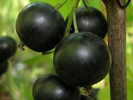 Селеченская(черная)