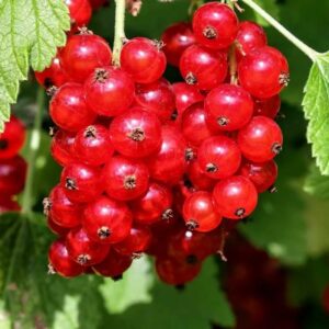 Красная Кузьмина(красная)