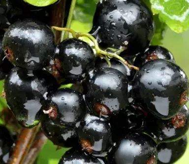 Белорусская сладкая(черная)
