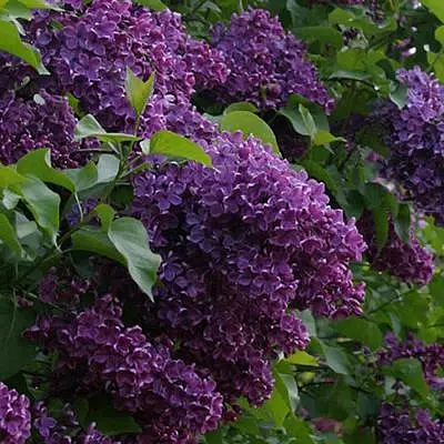 Сумерки(обыкновенная)