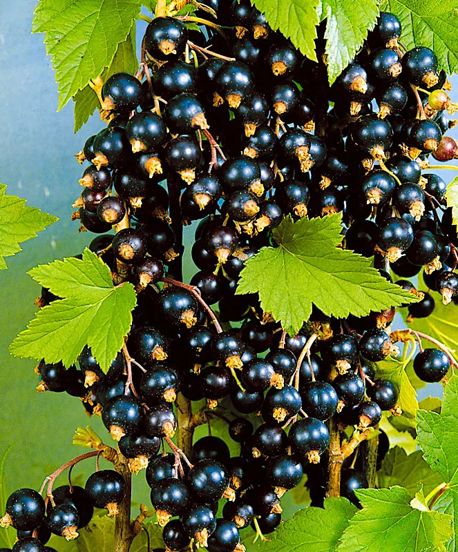 Экзотика(черная)